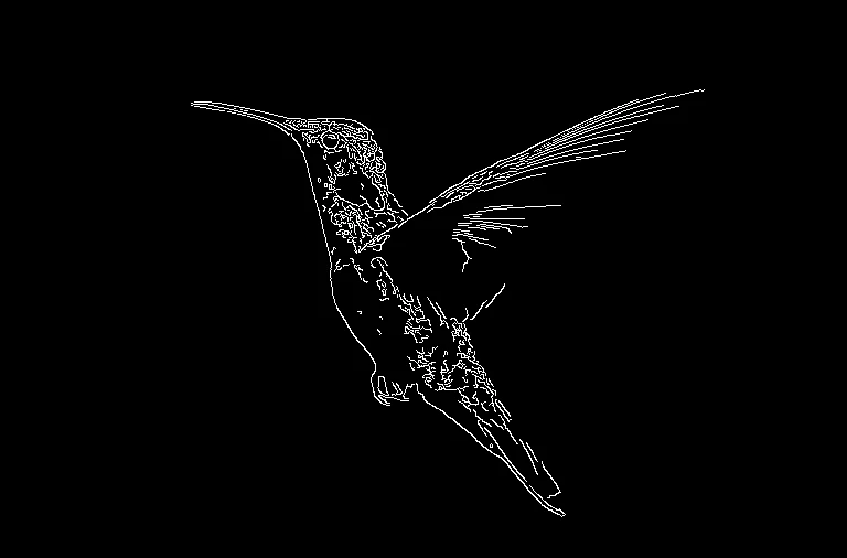 Edges extracted from a bird photograph with the Python Canny detector